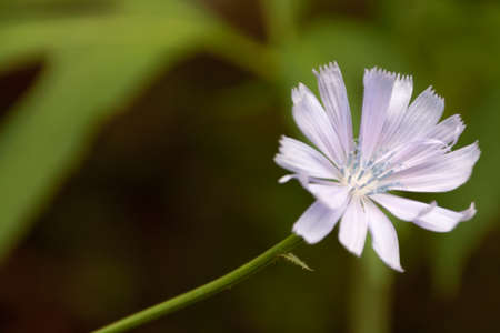 White flower