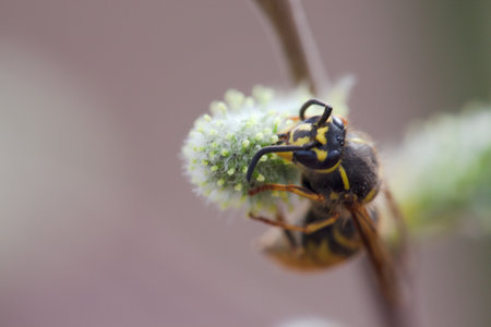 wasp