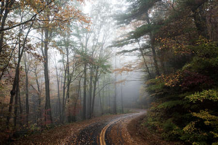 Fog in the Woods