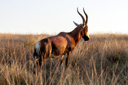 Horns