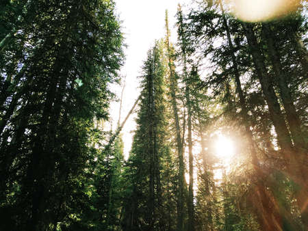 Green Nature