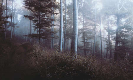 Bright in the forest