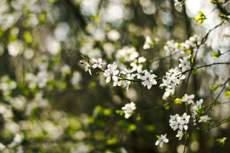Green Environment