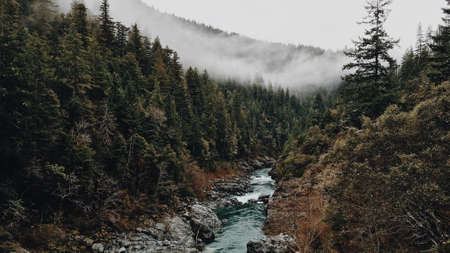 Jungle