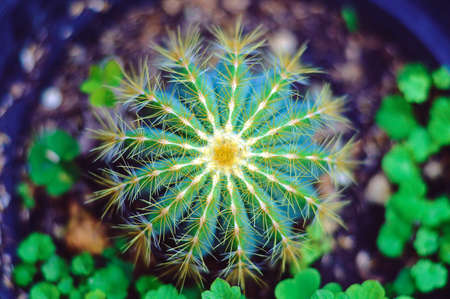 Green Thorny Cactus