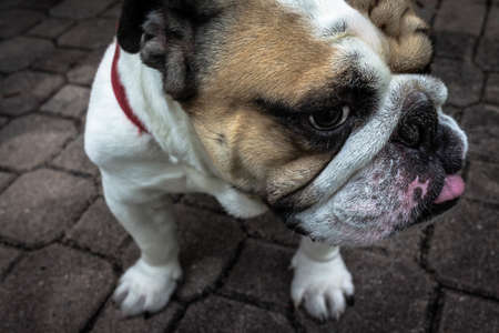 Loyal Friend