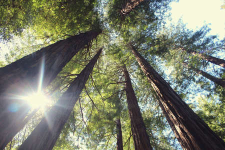 Very Tall Trees