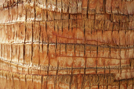 Texture of a palm tree