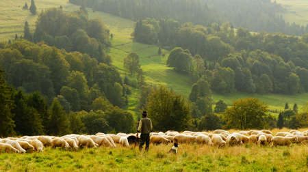Herd