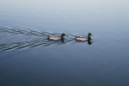 Duck swimmers
