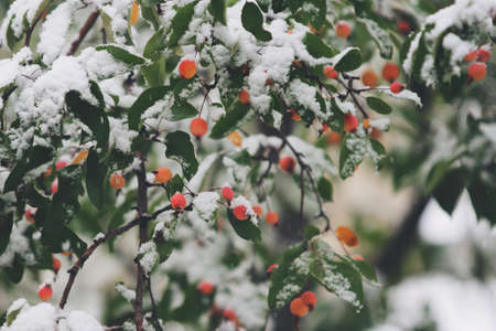 Wild Berries