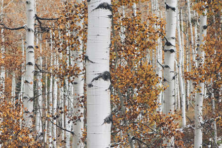 Woods