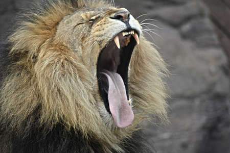 Big Mouth