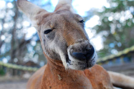Australian Kangaroo
