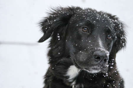 Black Dog