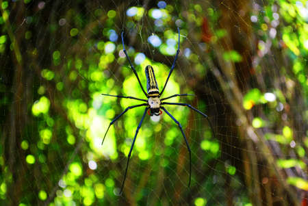 Spider