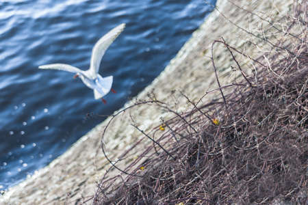 Seagull