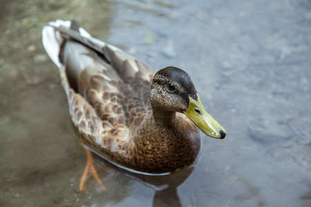 Duck