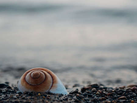 Shore