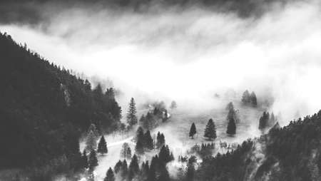 Foggy Forest
