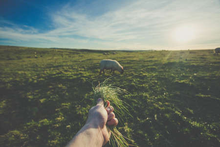 Field