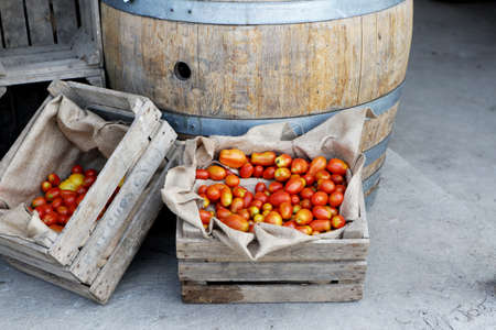 Tomatoes