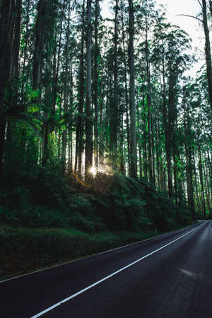 Woods