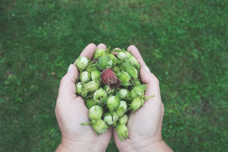 Hazelnuts