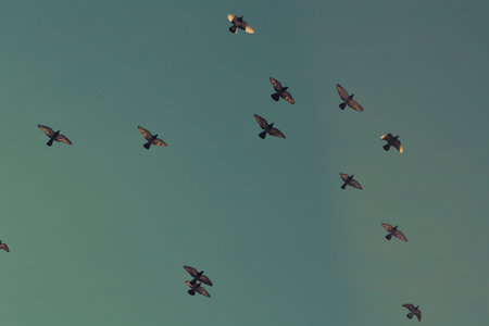 Pigeons