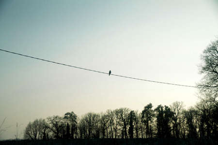 Bird On Wire