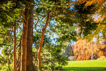 Trees