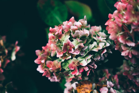 Multi Color Flowers