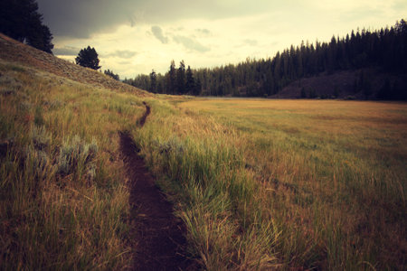 Into the Wild