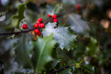 Red Berries