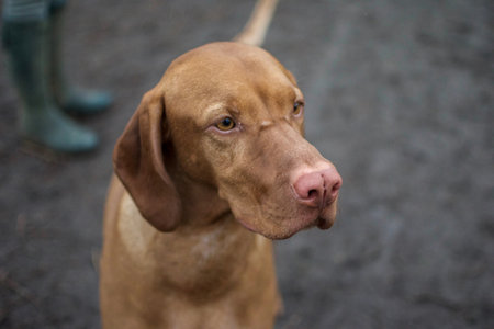 Brown Dog
