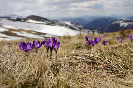 Flowers in Winter