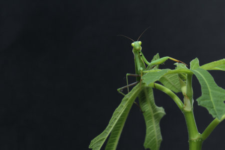 Grasshopper