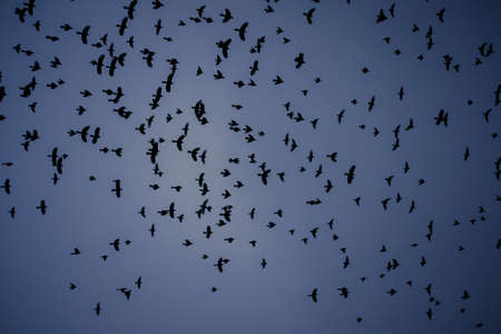 Flying Birds