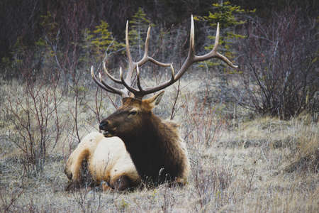 Deer