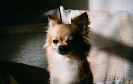Pet