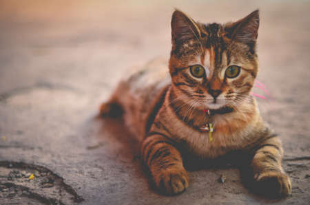 Pose Kitty
