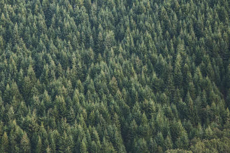 Thick Forest
