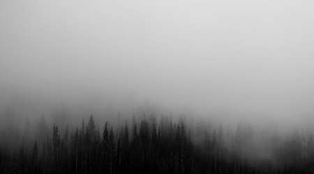 Forest In The Fog