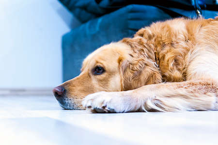 Lying Dog