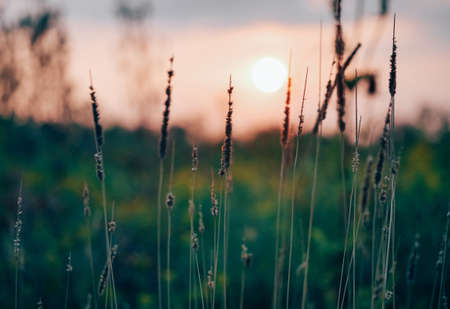 Crops