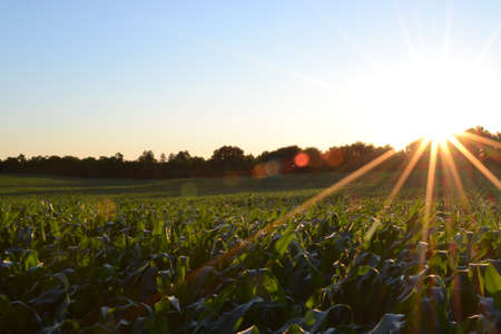 Rays of Sunlight