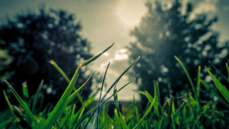 Green Nature