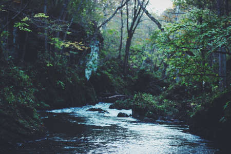 Running through the Jungle