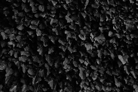 Dark Leaves