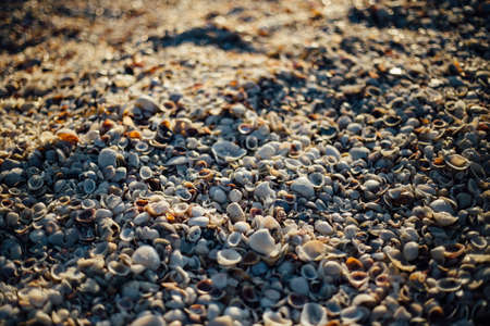 Seashell